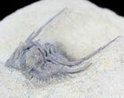 Spiny Leonaspis Trilobite - Foum Zguid, Morocco #49922-3